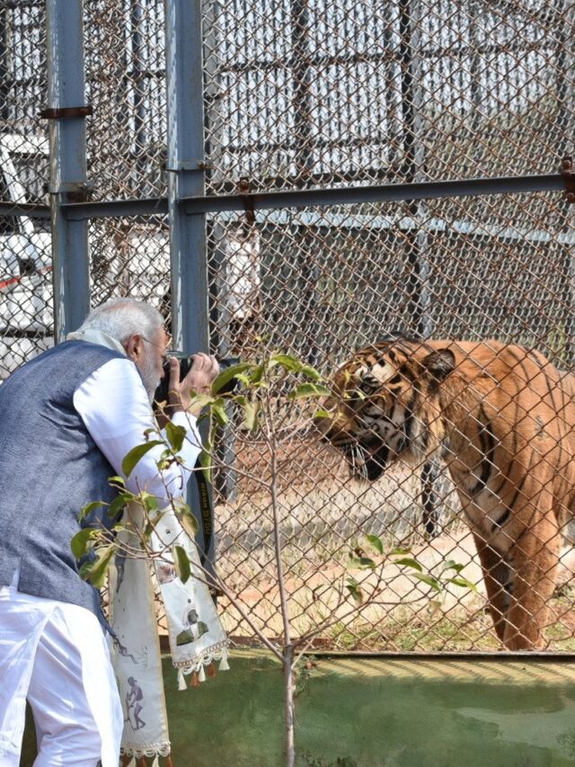 International Tiger Day: PM મોદીએ ટ્વીટ કરી વાઘની તસવીર